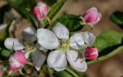 8th May 2015 - My First Apple Blossoms