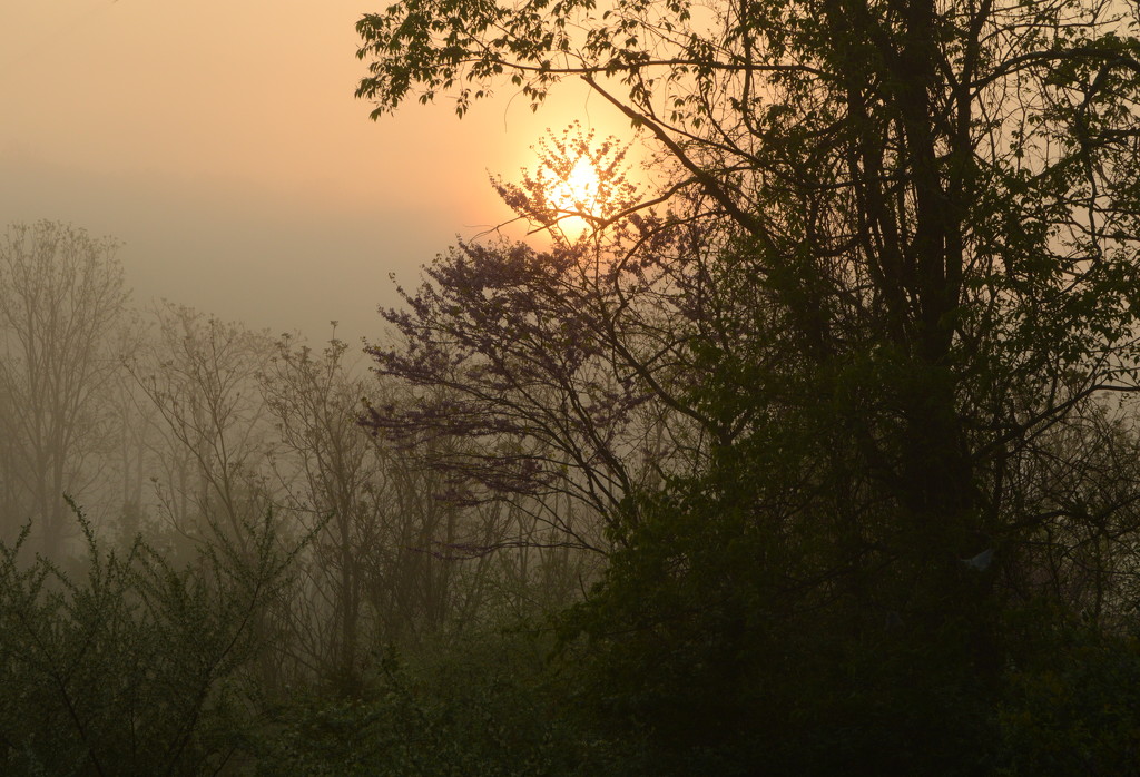misty sunrise by francoise