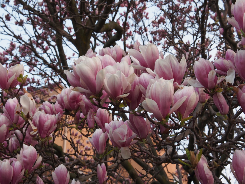 Magnolias in Bloom by selkie