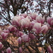 Magnolias in Bloom by selkie