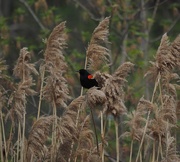 8th May 2015 - Red-Winged Blackbird