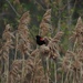 Red-Winged Blackbird by selkie