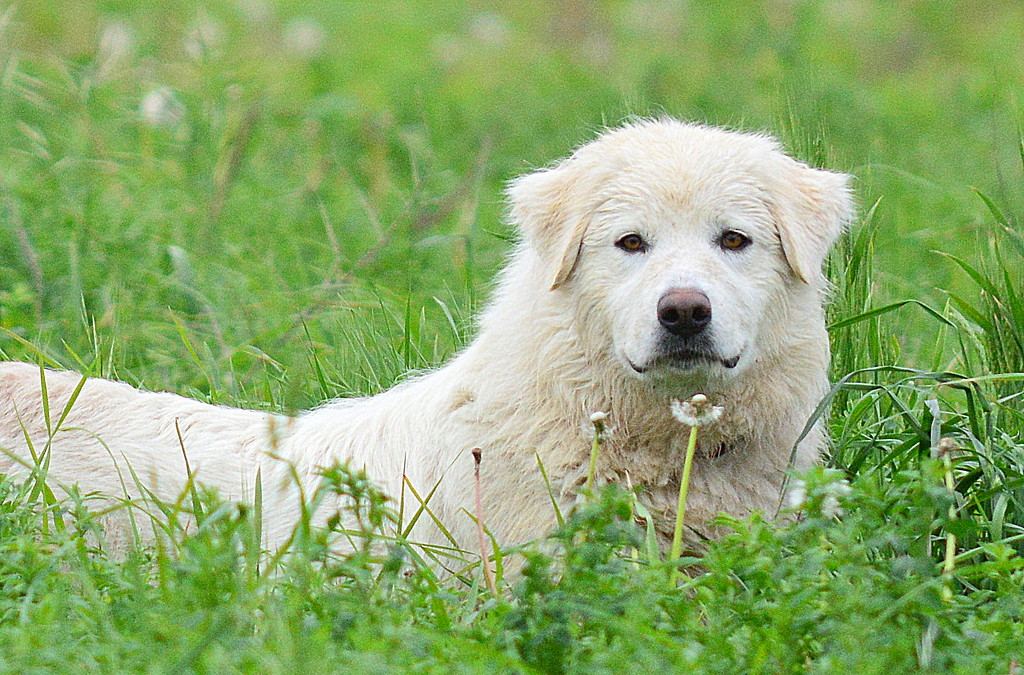 Deep in a Meadow by kareenking