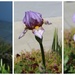 8 Hours from Bud to Full Bloomed Bearded Iris by markandlinda
