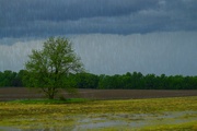 8th May 2015 - Kansas Rainscape