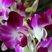 Purple flowers by madamelucy