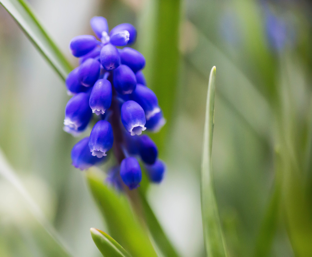 9th May 2015 - Grape Hyacinth by pamknowler