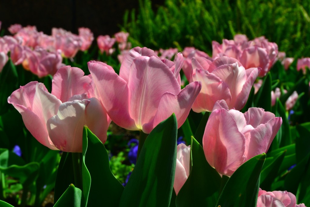  a patch of sun drenched tulips by summerfield