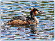 9th May 2015 - Great Crested Grebe