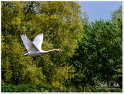 9th May 2015 - Swan In Flight