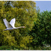 Swan In Flight by carolmw
