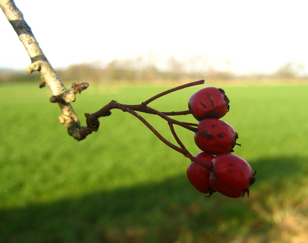 Winter berries by steveandkerry