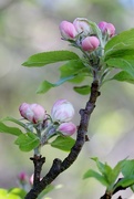 9th May 2015 - Apple Tree