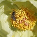paeonia mlokosewitschii by quietpurplehaze