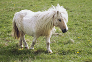 8th May 2015 - Tiny pony :)