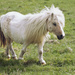 Tiny pony :) by lily
