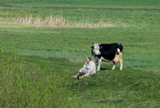 26th Apr 2015 - Ukraine Woman & Cow