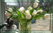 7th May 2015 - tulips from Kathleen