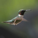 Ruby-throated Hummingbird by berelaxed