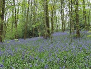 9th May 2015 - Bluebell Wood