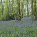 Bluebell Wood by roachling