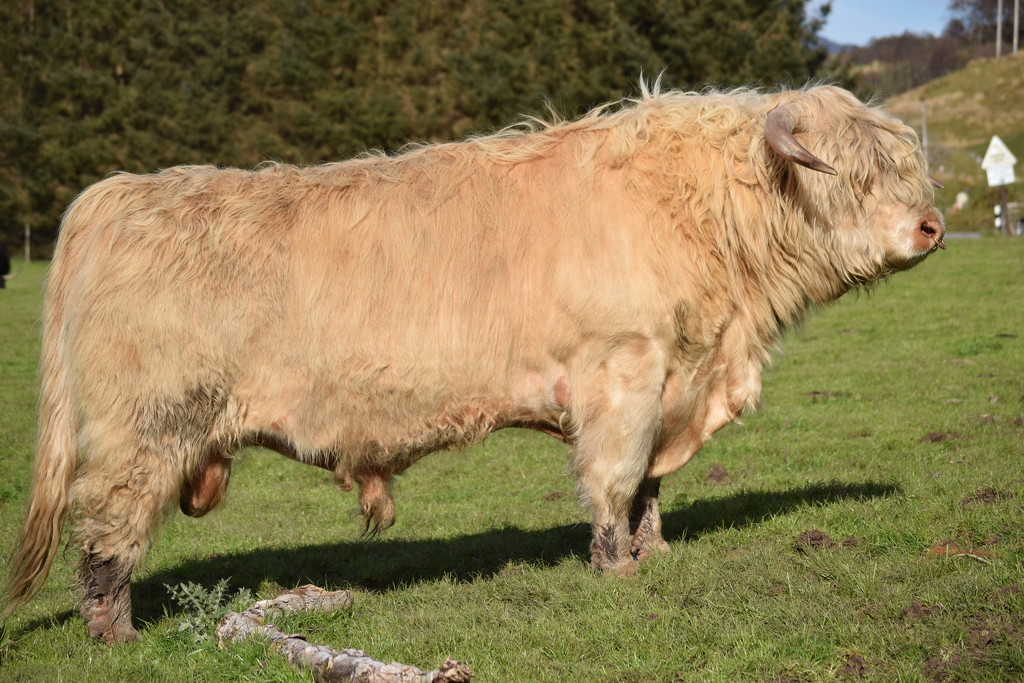highland bull 2 by christophercox