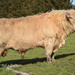 highland bull 2 by christophercox