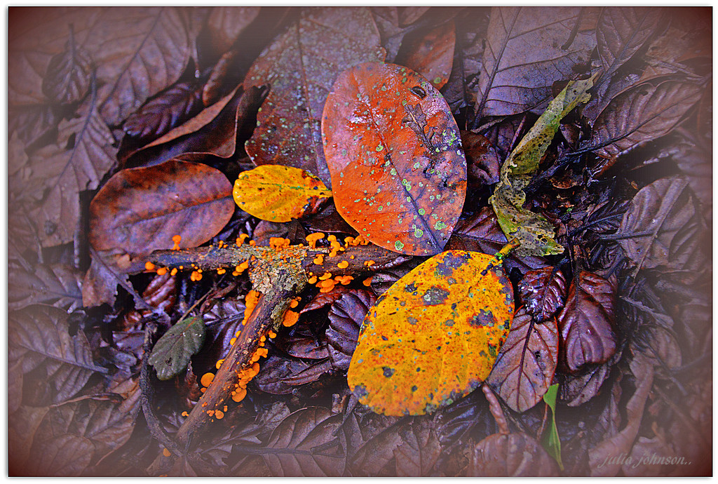 Autumn in the Bush... by julzmaioro