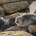 Lerwick Seals by lifeat60degrees