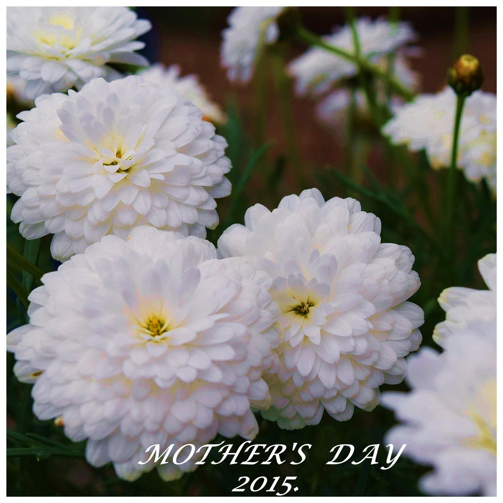 Thinking of all Mothers. by happysnaps