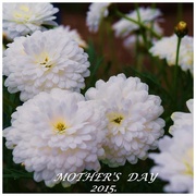 10th May 2015 - Thinking of all Mothers.