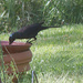 Black bird by randystreat