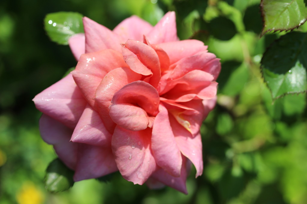Our first garden rose of 2015  by pyrrhula