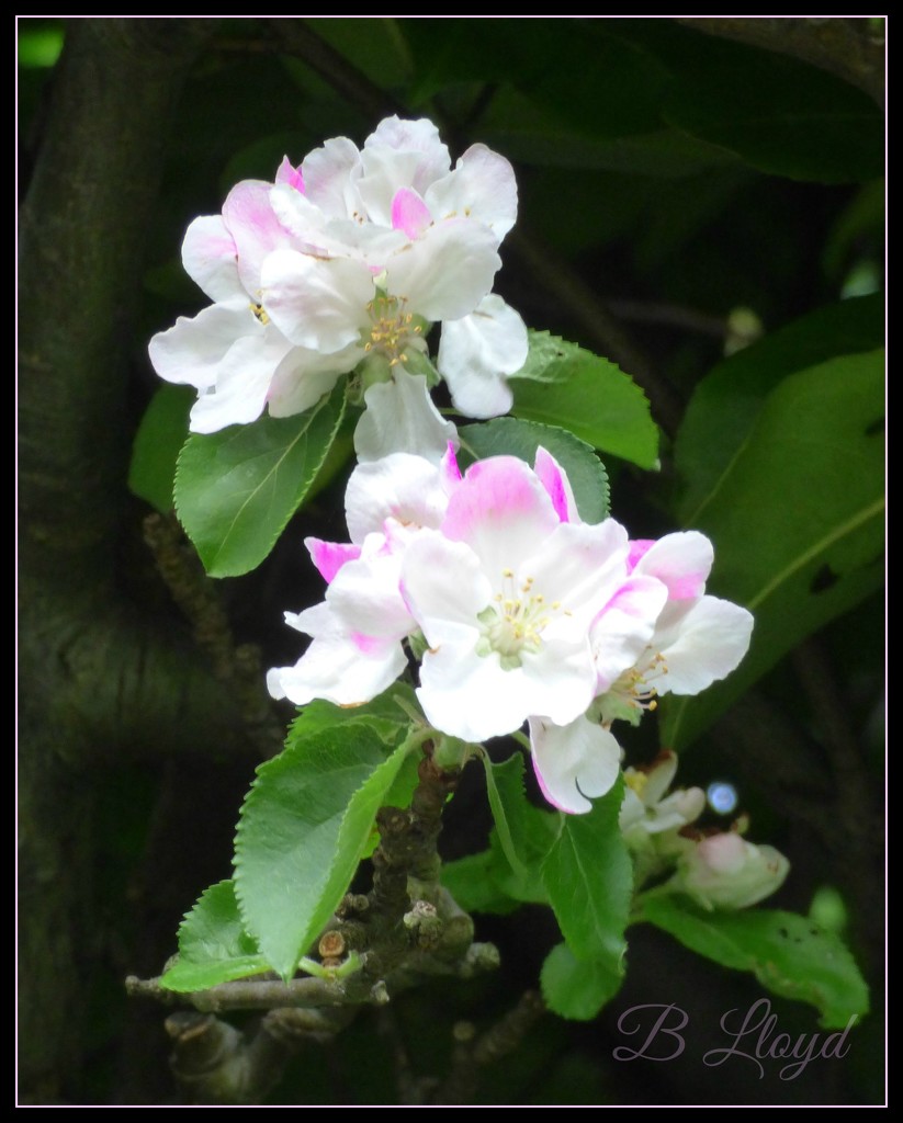 Apple Blossom ! by beryl