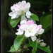 Apple Blossom ! by beryl