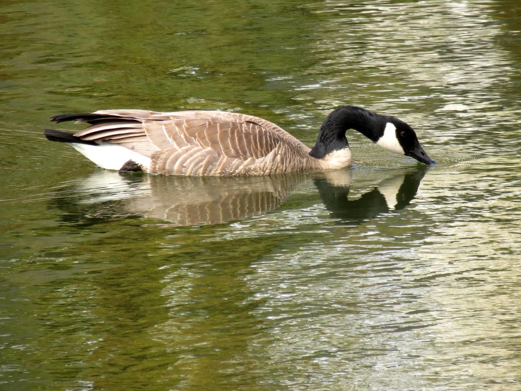 Goose! by grammyn