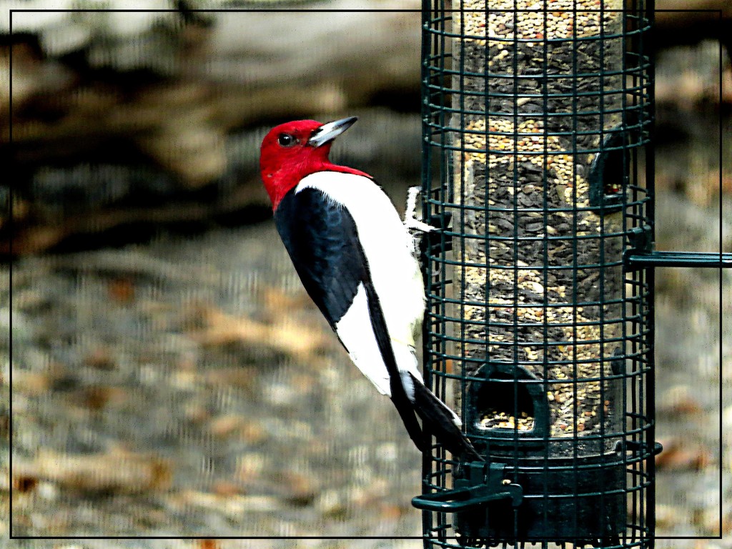 Red Headed Woodpecker by olivetreeann