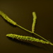 Grass Seed by nickspicsnz