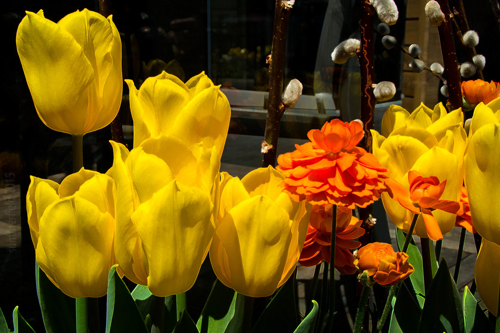 yellow tulips for wishbone by summerfield