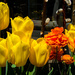 yellow tulips for wishbone by summerfield