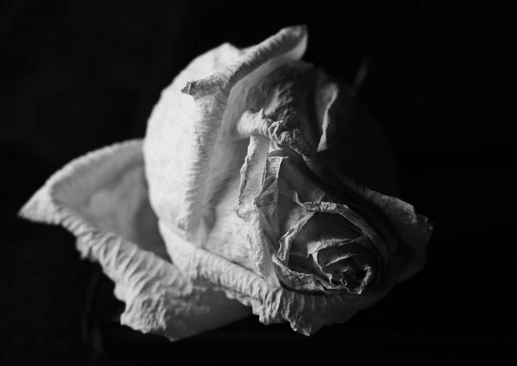Wrinkled Rose  by mzzhope