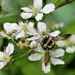 Blackberry Blossoms by cjwhite