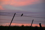 9th May 2015 - Mourning Dove on Barbed-Wire