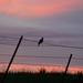 Mourning Dove on Barbed-Wire by kareenking