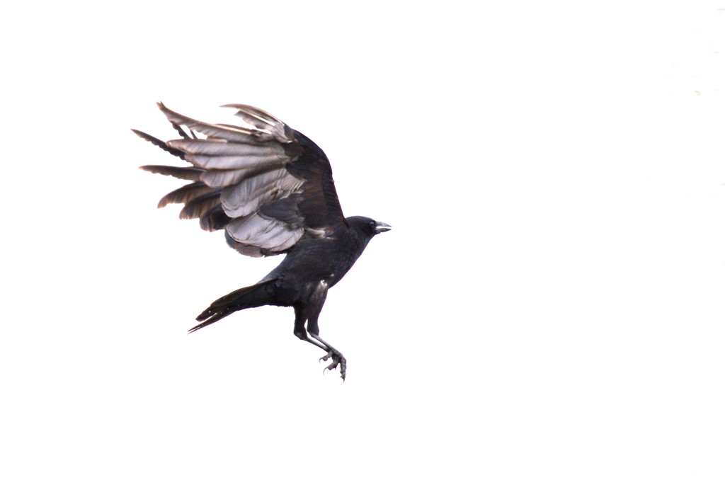 Leaping Crow by kareenking