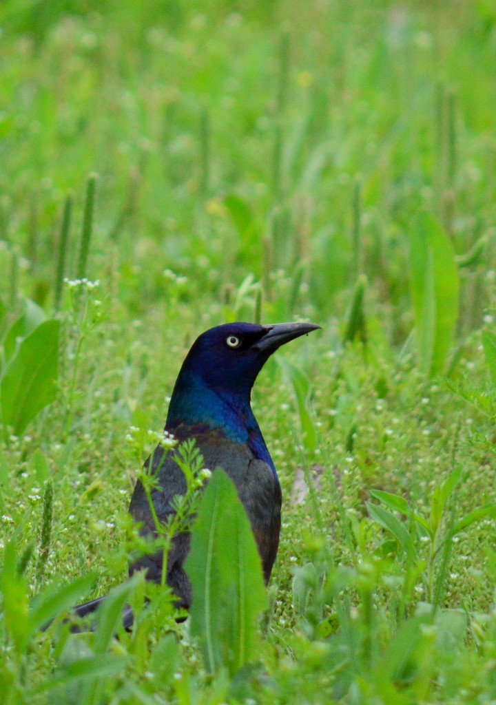 Grackle by kareenking