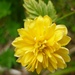 Kerria Japonica  by countrylassie