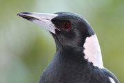 10th May 2015 - Magpie Portrait