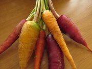 10th May 2015 - Carrots
