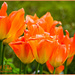 Tulips by carolmw